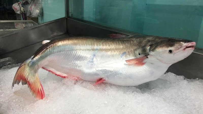 Cá hú bao nhiêu calo? Ăn cá hú có béo không 1