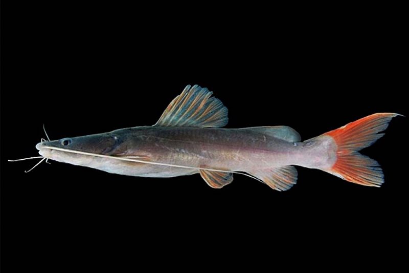 Cá lăng: Giá trị dinh dưỡng và lợi ích sức khỏe 2