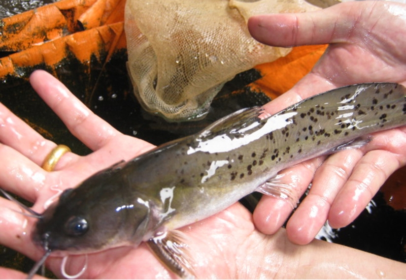 Cá lăng: Giá trị dinh dưỡng và lợi ích sức khỏe 3