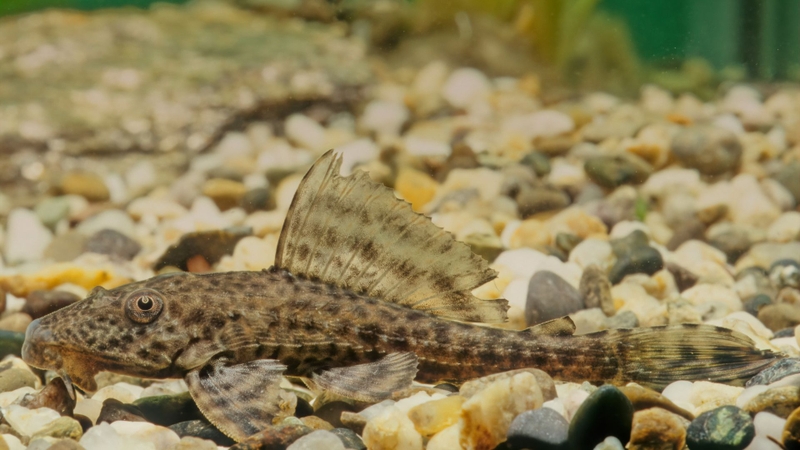 Cá lau kiếng: Ăn được không? Lợi hay hại đối với sức khỏe? 1