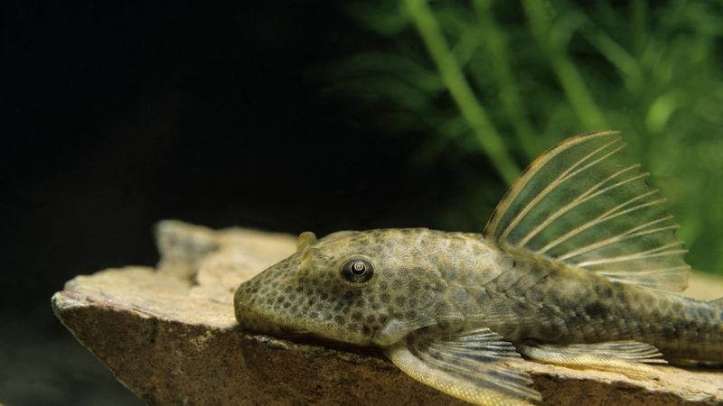 Cá lau kiếng: Ăn được không? Lợi hay hại đối với sức khỏe? 2