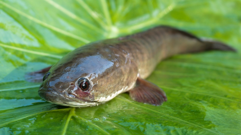 Cá lóc bao nhiêu calo? Lợi ích và cách ăn không gây tăng cân 1