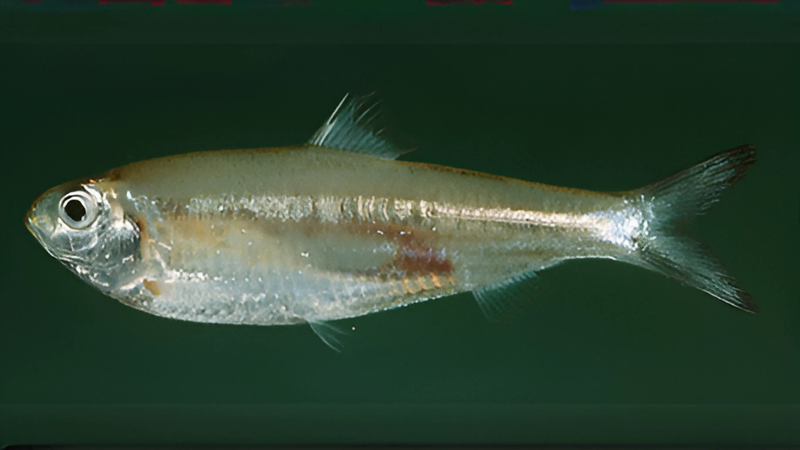 ca-mai-la-ca-gi-loi-ich-suc-khoe-khi-an-ca-mai 2