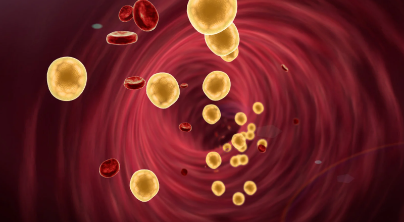 Cá mao ếch: Loài cá bổ dưỡng và tốt cho sức khỏe 2