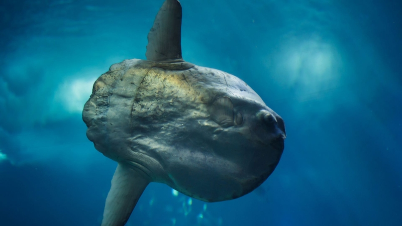 Cá mặt trăng: Giá trị dinh dưỡng, lợi ích sức khỏe và những điều cần biết 1