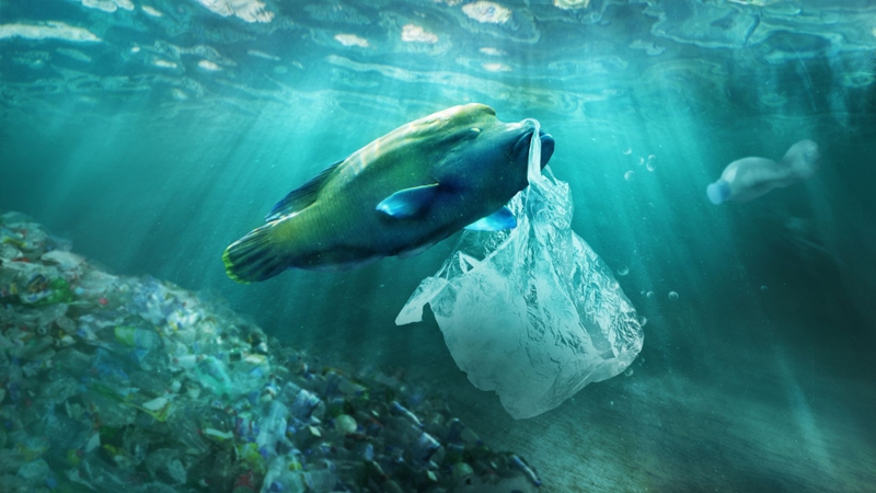 Cá mặt trăng: Giá trị dinh dưỡng, lợi ích sức khỏe và những điều cần biết 4