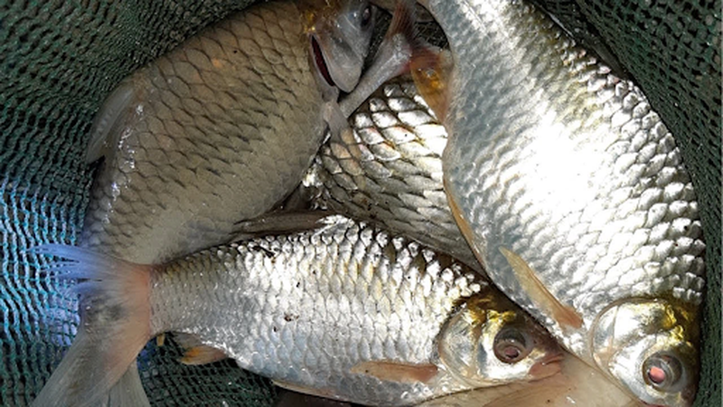 Hướng dẫn cách nấu món cá mè nấu măng cực kỳ đơn giản 1