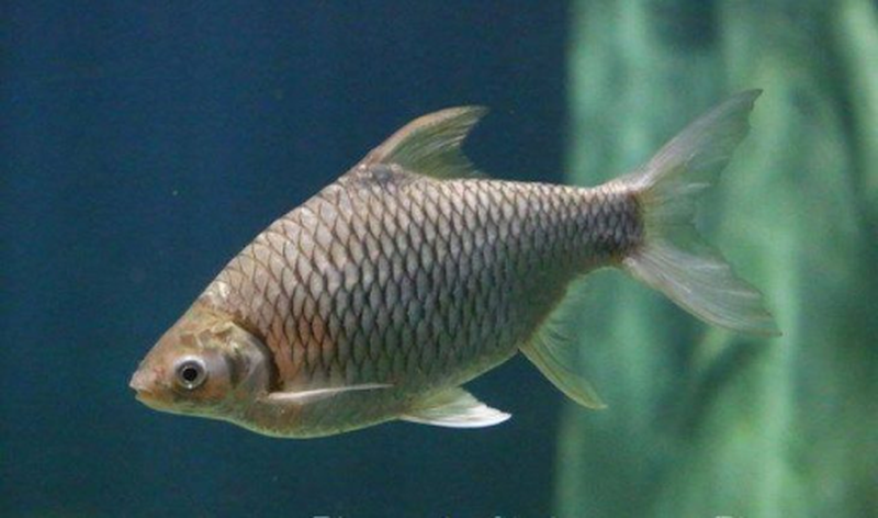 Hướng dẫn cách nấu món cá mè nấu măng cực kỳ đơn giản 2