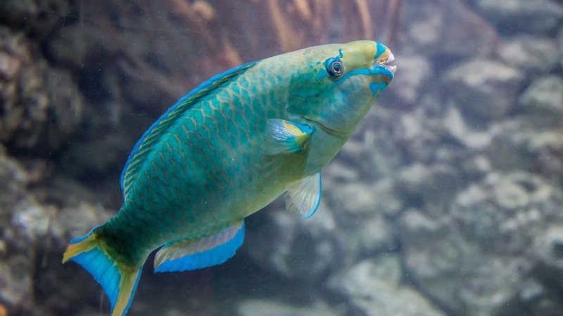 Khám phá giá trị dinh dưỡng và cách dùng cá mó để tăng cường sức khỏe 1