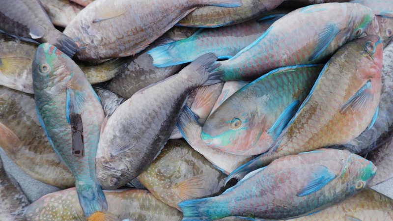 Khám phá giá trị dinh dưỡng và cách dùng cá mó để tăng cường sức khỏe 2