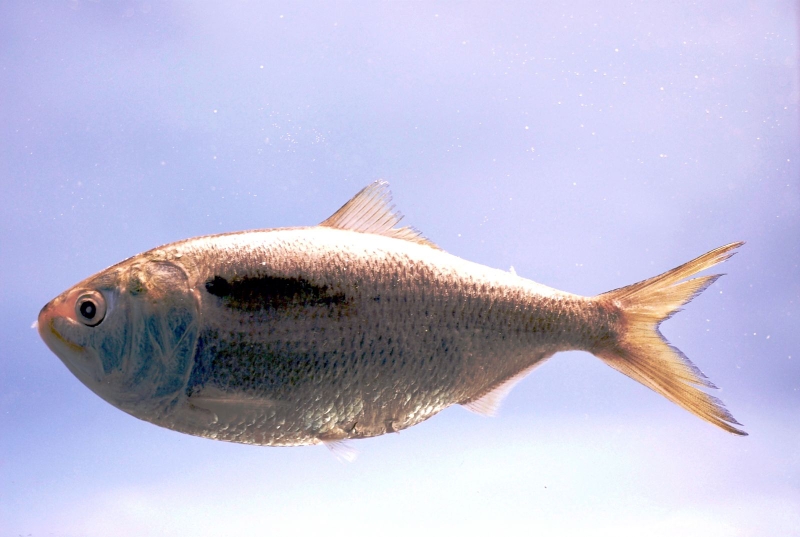 Cá mòi là món đặc sản được nhiều người ưa thích