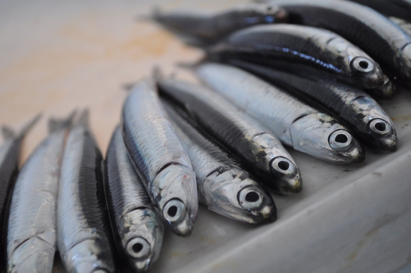 Cá mòi thuộc dòng cá bộ dầu nhỏ