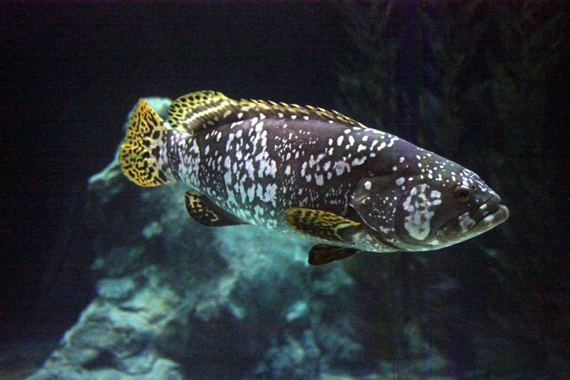 Cá mú: Lợi ích về sức khỏe và tiềm năng về kinh tế 5