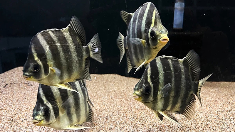 Cá nâu: Khám phá đặc điểm và giá trị dinh dưỡng 2