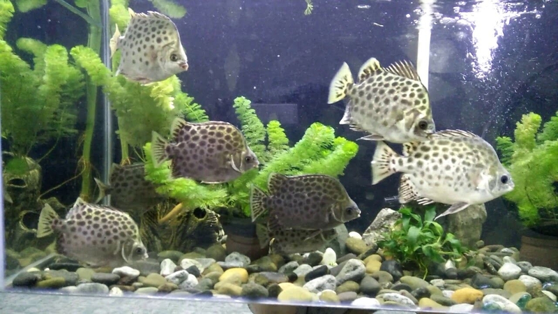 Cá nâu: Khám phá đặc điểm và giá trị dinh dưỡng 5