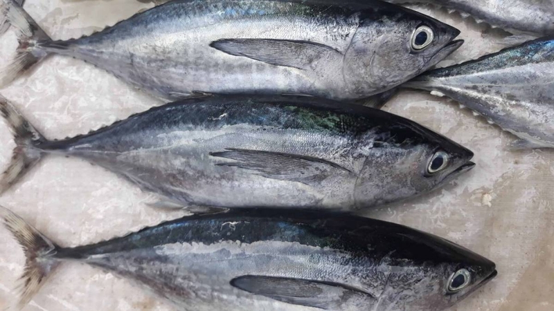 Cá ngừ kỵ với gì và những lưu ý cần nhớ khi ăn cá ngừ 1