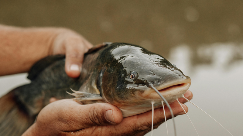 Cá nheo là loài cá da trơn có giá trị dinh dưỡng cao