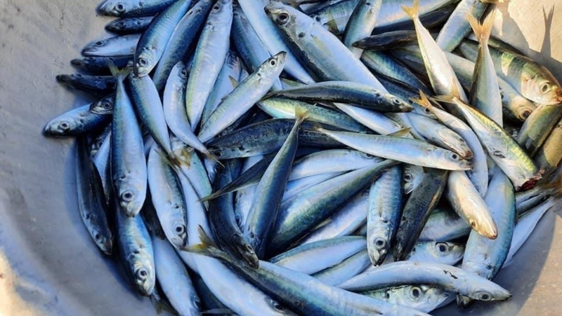 Cá nục đem lại lợi ích gì cho sức khỏe bà bầu? Bà bầu ăn cá nục đóng hộp được không? 1