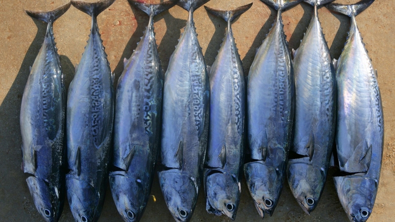 Cá ồ là cá gì? Giá trị dinh dưỡng và lợi ích sức khỏe từ cá ồ