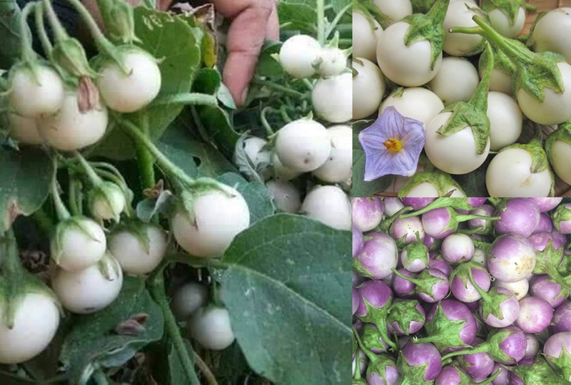 Cà pháo ăn sống được không? Ăn cà pháo sống có thể gây ngộ độc?