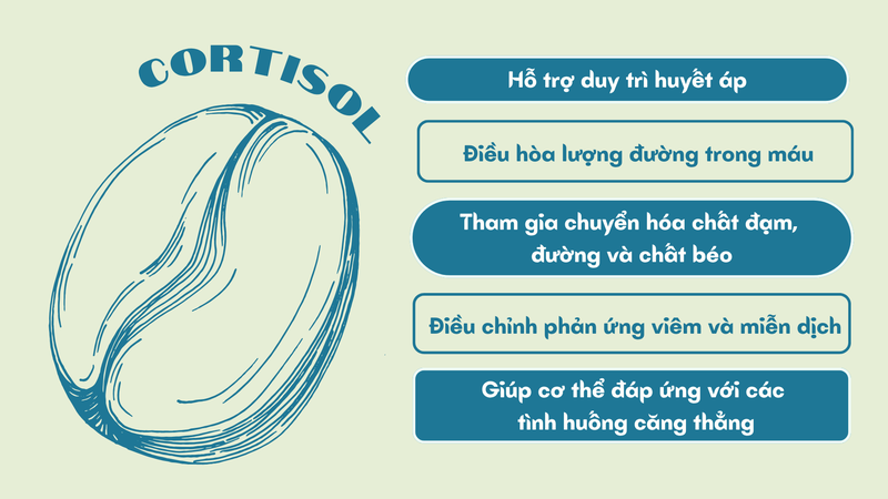 ca-phe-buoi-sang-co-lam-cortisol-tang-vot-khong-6.png