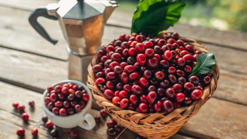 Hạt cà phê Culi có hình tròn đầy đặn khác với các hạt cà phê thông thường