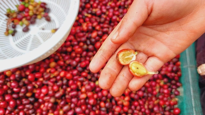 Không nên uống cà phê Culi lúc đói hoặc uống khi tối muộn