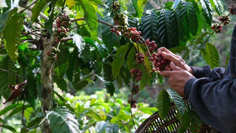 Cà phê hữu cơ được chứng nhận bởi các tổ chức uy tín