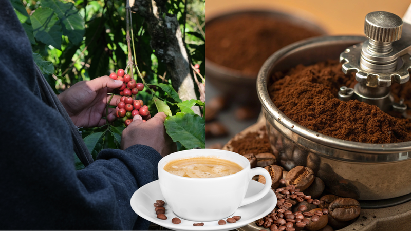Cà phê hữu cơ có tác dụng gì là thắc mắc của nhiều người