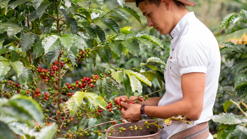 Về đặc điểm sinh học, cây Robusta có sức sống mạnh mẽ