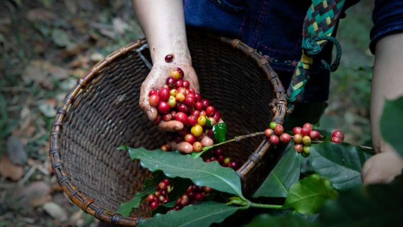 Cà phê Typica được yêu thích bởi hương vị tinh tế và độc đáo