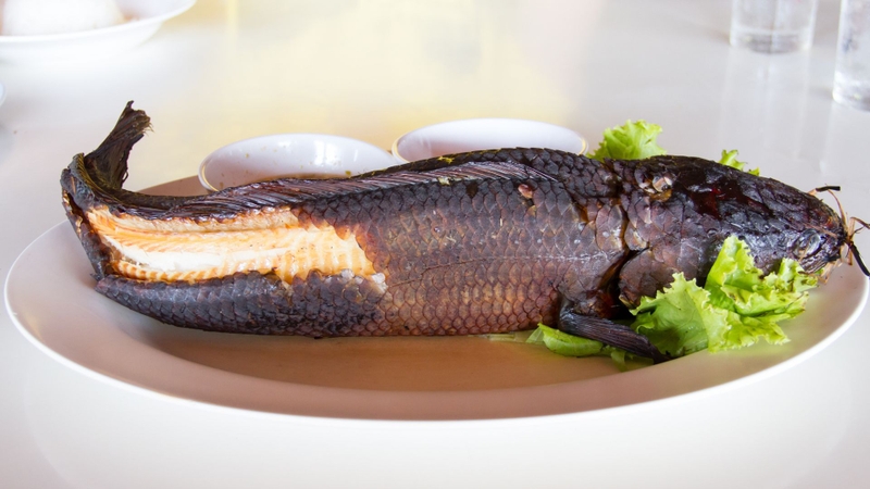 Cá quả: Giá trị dinh dưỡng, lợi ích sức khỏe và cách sử dụng hiệu quả 5