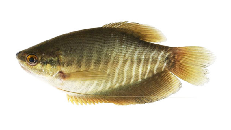 ca-sac-la-ca-gi-gia-tri-dinh-duong-cua-ca-sac 1