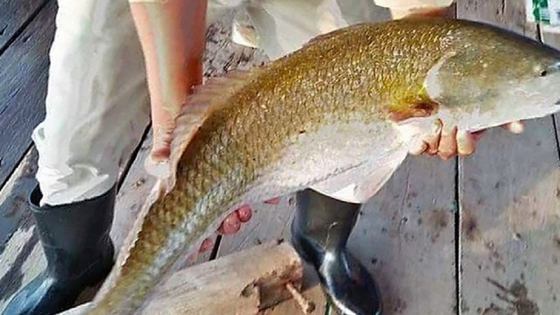 Cá sủ vàng cung cấp các axit béo omega-3 DHA và EPA