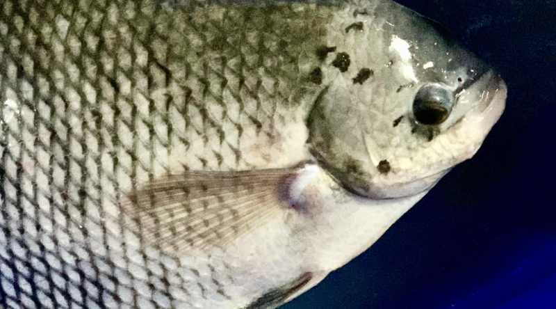 Cá tai tượng: Lợi ích dinh dưỡng và tác động tích cực đến sức khỏe 1