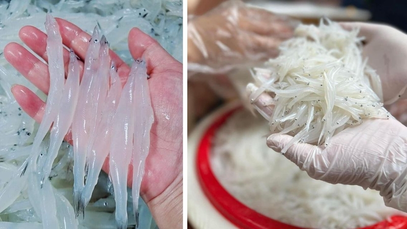 Cá thủy tinh mang đến nhiều lợi ích sức khỏe khi được dùng đúng cách