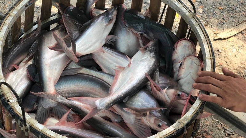 Cá tra là loài cá nước ngọt có giá trị dinh dưỡng cao và hương vị thơm ngon