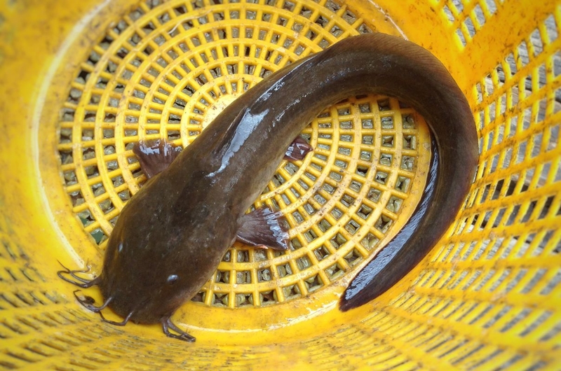 Cá trê: Giá trị dinh dưỡng và lợi ích với sức khỏe 3