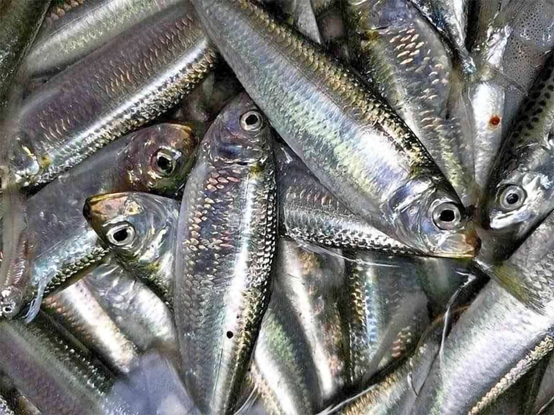 Để chọn được một con cá trích ngon bạn cần phải quan sát kỹ bề ngoài của cá