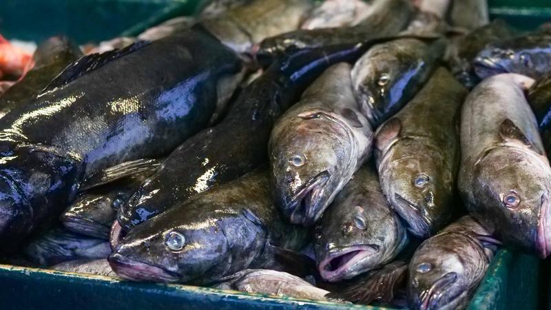 Hàm lượng omega-3 trong cá tuyết đen giúp tăng cường cholesterol tốt trong máu