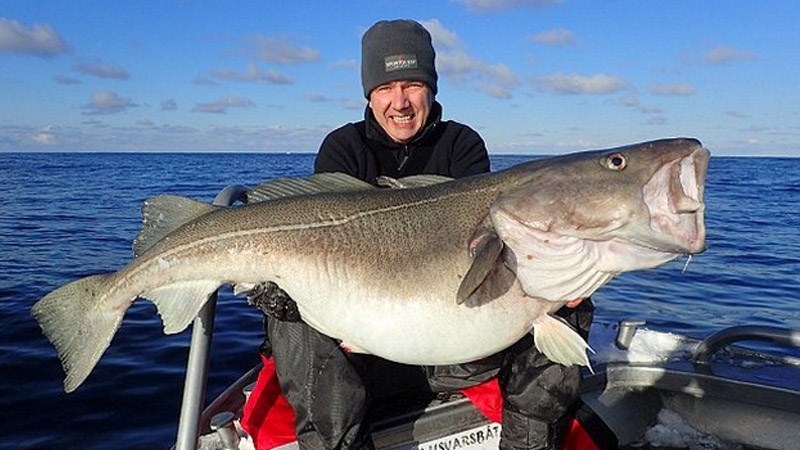 Cá tuyết là một nguồn dinh dưỡng tuyệt vời