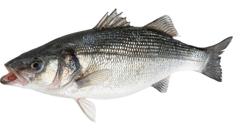 ca-vuoc-la-ca-gi-loi-ich-suc-khoe-khi-an-ca-vuoc 1