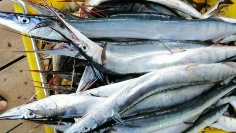 Cá xương xanh có đặc điểm thân dài và mõm nhọn như mũi kiếm