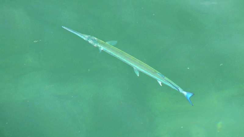 Cá xương xanh là loài sinh sống chủ yếu ở vùng biển cận nhiệt đới và ôn đới