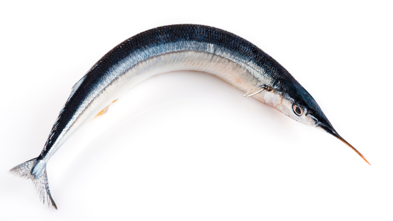 Cá xương xanh là nguồn cung cấp chất béo lành mạnh