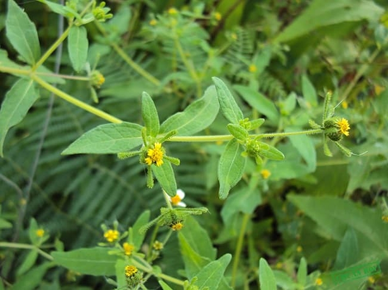 Các bài thuốc dân gian chữa bệnh viêm đa khớp hiệu quả nhất 3