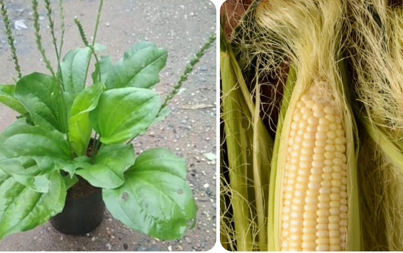 Các bài thuốc từ cây thuốc nam chữa bí tiểu tại nhà có hiệu quả không? 5