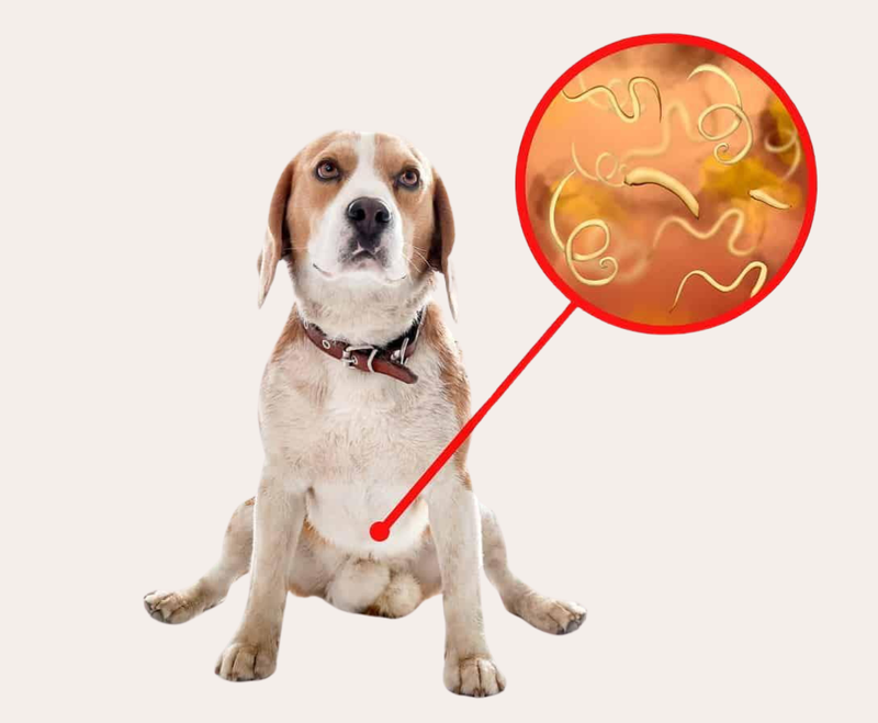 Các bệnh ký sinh trùng ở vật nuôi: Cơ chế lây nhiễm và cách phòng ngừa 1