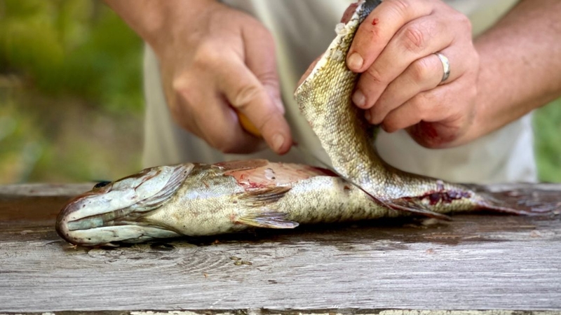 Chọn, chế biến và sử dụng cá đúng cách để tận dụng giá trị dinh dưỡng