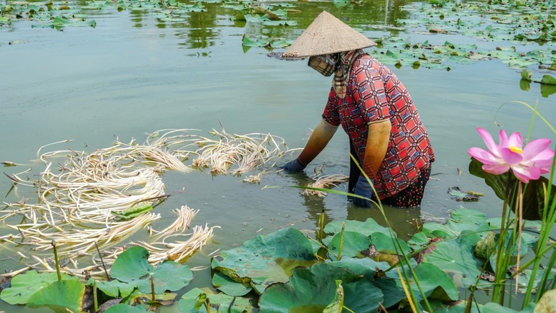 Ngó sen được dùng để chế biến thành nhiều món ăn ngon